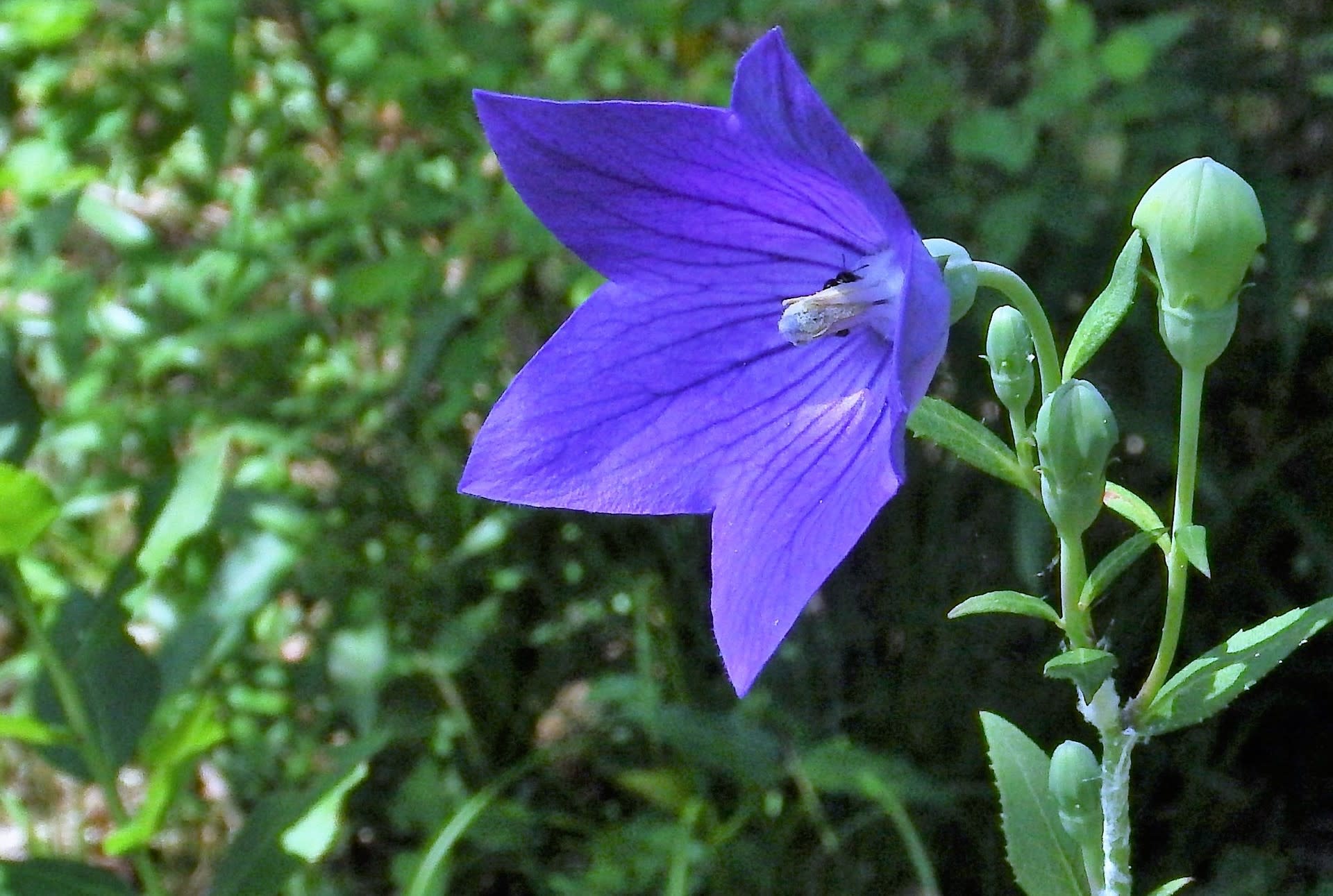 キキョウ 青紫 季節の花