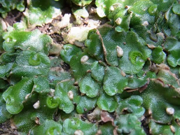 冬ごもりの楽しみ かわいいコケ ブログ I M Loving Moss