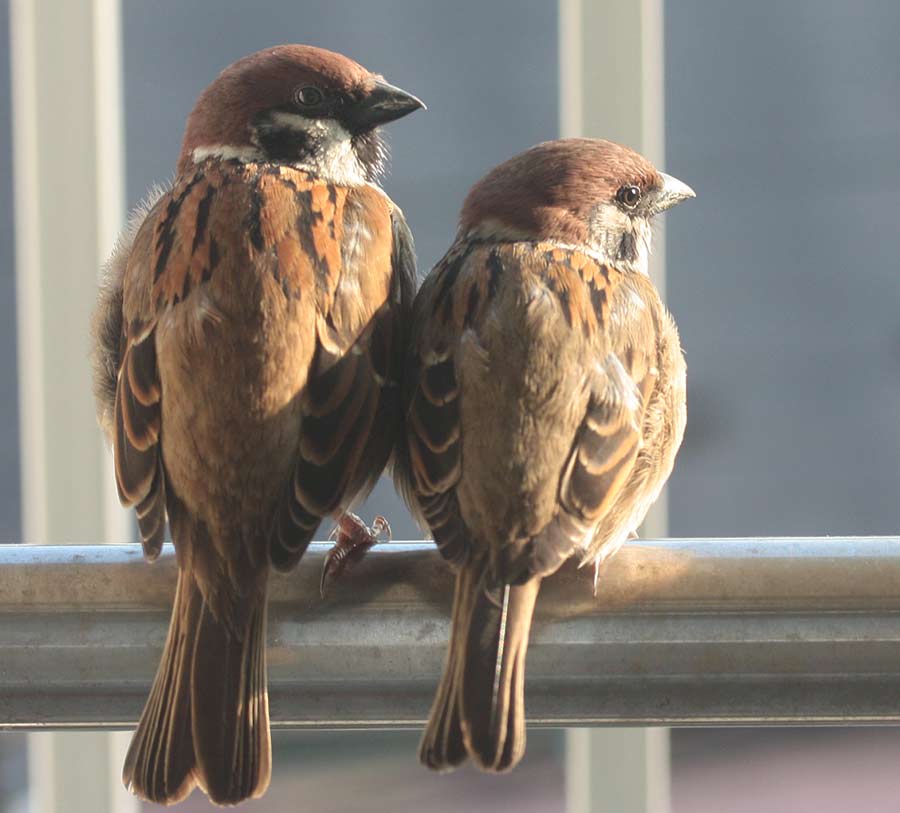 スズメ特集 後編 ちゃさんとスズメの親子 鳥道楽 ネケネケ