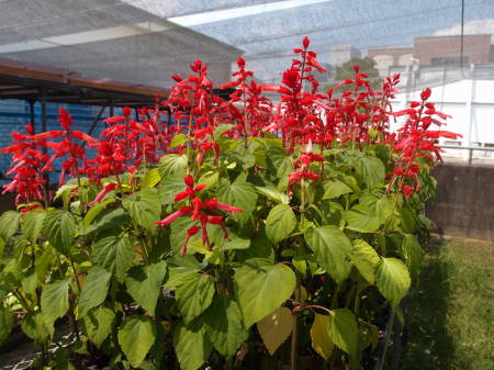 サルビアの花が終わったら Yokonohananikki S Blog