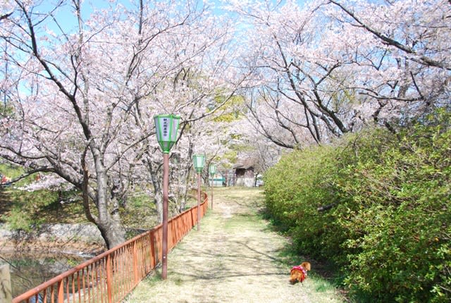 滋賀の桜めぐり その１ フォト ダイアリー