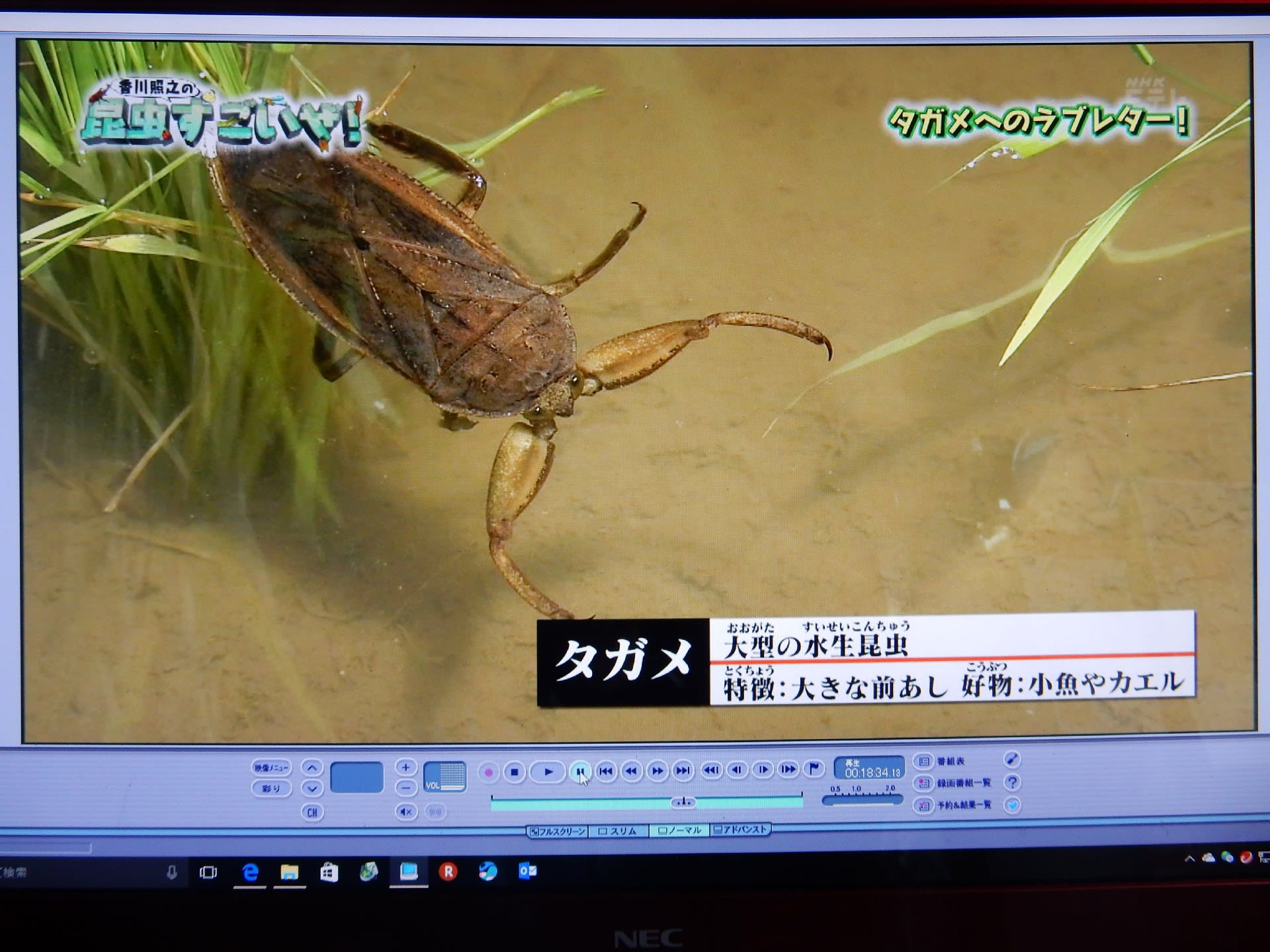 香川照之の昆虫すごいぜ ２時間目 昆虫だいすき タガメへのラブレター Konasukeの部屋