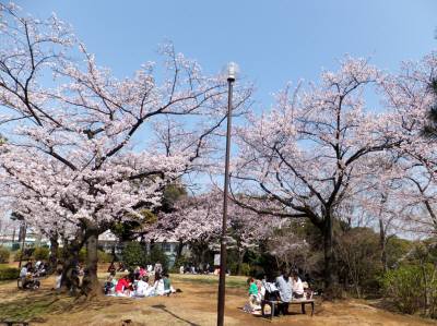 横浜の桜をめぐる ２ 野毛山 みなとみらい あの町この街あるこうよ
