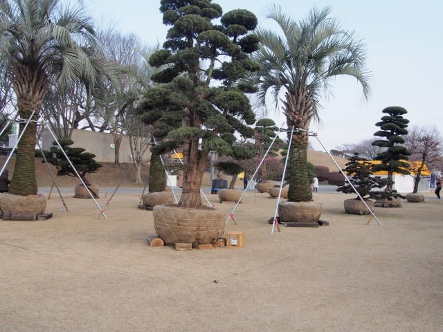 合志市ja春の植木まつり会場 農業公園 熊本から気ままに山と自転車のブログ 合志市ja春の植木まつり会場 農業公園 熊本から気ままに山と自転車のブログ