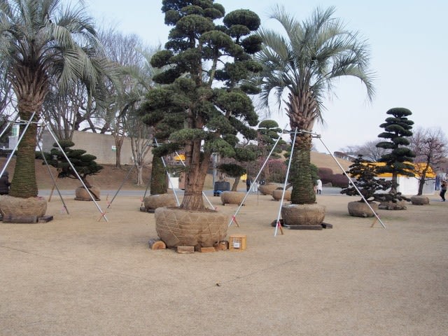 合志市ｊａ春の植木まつり会場 農業公園 熊本から気ままに山と自転車のブログ