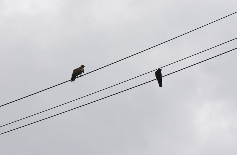 Dsc_5222 Dsc_5222