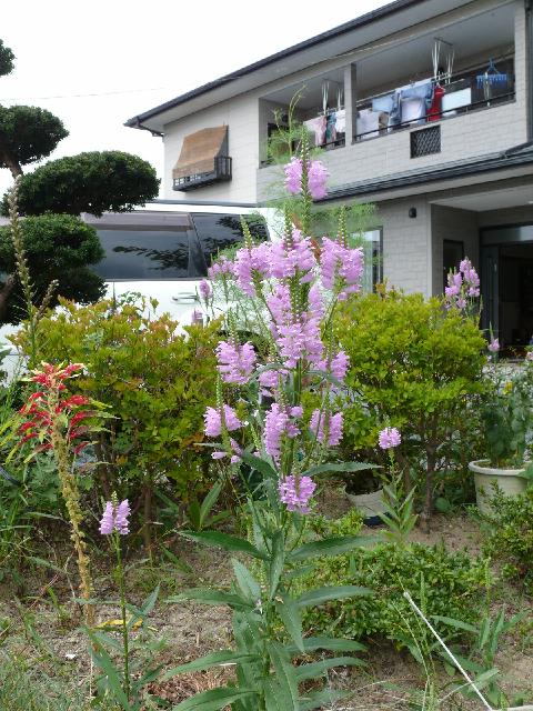 ハナトラノオ 花虎の尾 カクトラノオ 角虎の尾 フィソステギア Peaの植物図鑑