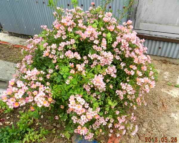 ３坪農園周りの花の画像