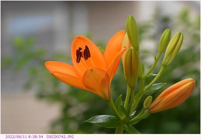 ユリ オレンジ色の花 スカシユリ系 都内散歩 散歩と写真