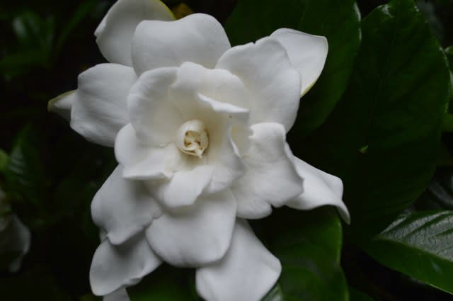 美しい花の画像 ロイヤリティフリーくちなし の 白い 花