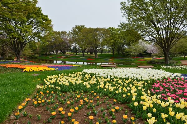 春景色 昭和記念公園 ウサギの部屋