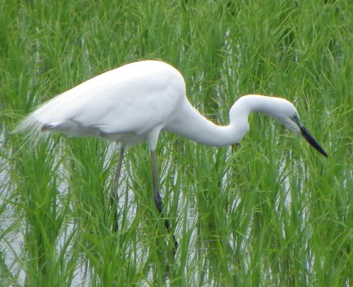 ダイサギ（大鷺）