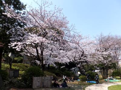 横浜の桜をめぐる ２ 野毛山 みなとみらい あの町この街あるこうよ