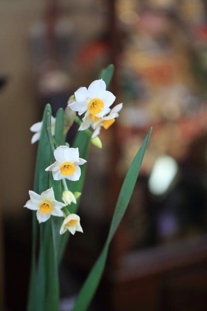 我が家の1月の花 5 切り花の越前水仙 デンファレのアレンジフラワー 金沢から発信のブログ 風景と花と鳥など