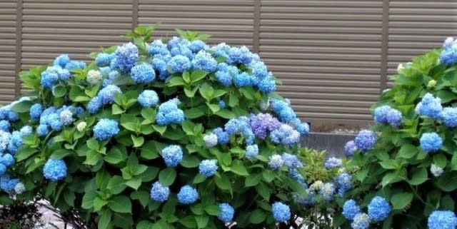 万葉集 に詠われているアジサイとアオイの咲く季節になる 後藤和弘のブログ