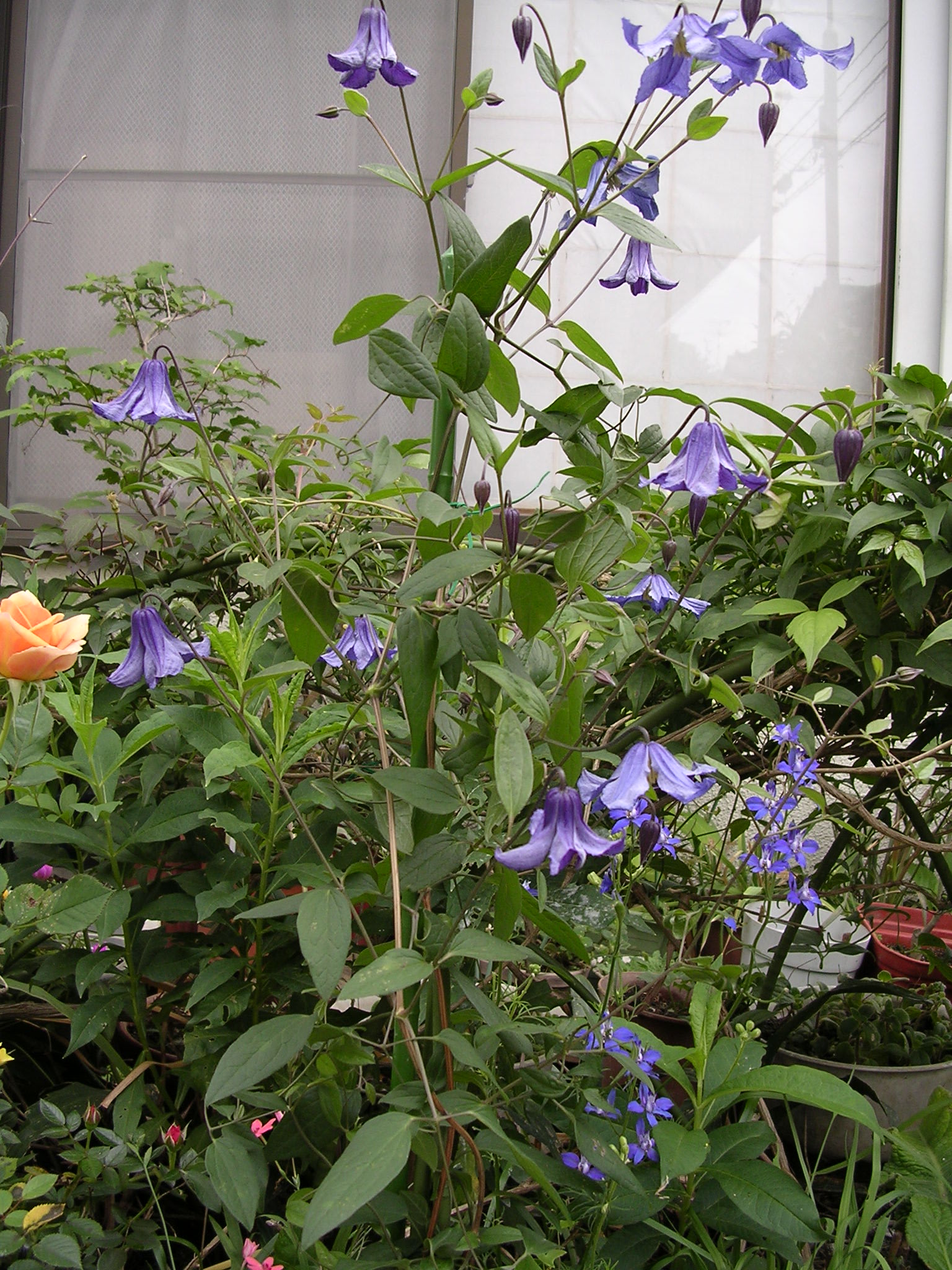 エリオステモン　挿し木苗 エリオステモン 挿し木苗 エリオステモン挿し木苗