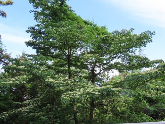 高ボッチ高原・鉢伏山の植物　ミズキ（水木）