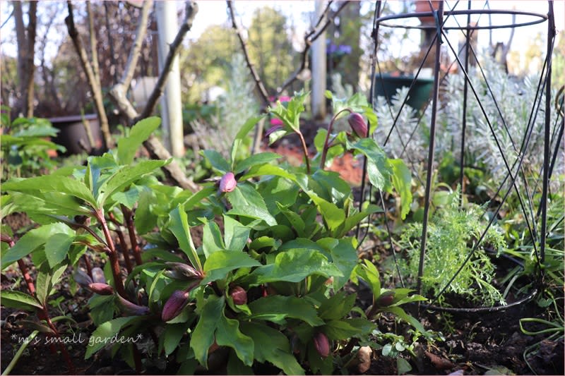 ギリア レプタンサの定植 丸いストーブ M S Small Garden Milky Mamaの小さな庭