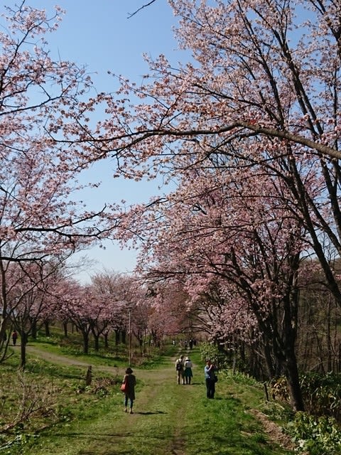 美唄 東明公園の桜見 エバ夫婦の山紀行ログ