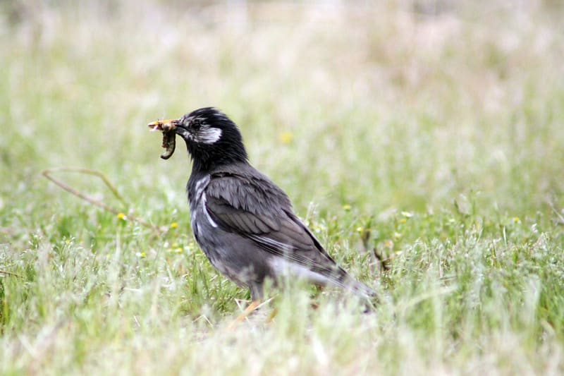 ムクドリ 餌集め 撮観鳥 ムクドリ 餌集め 撮観鳥