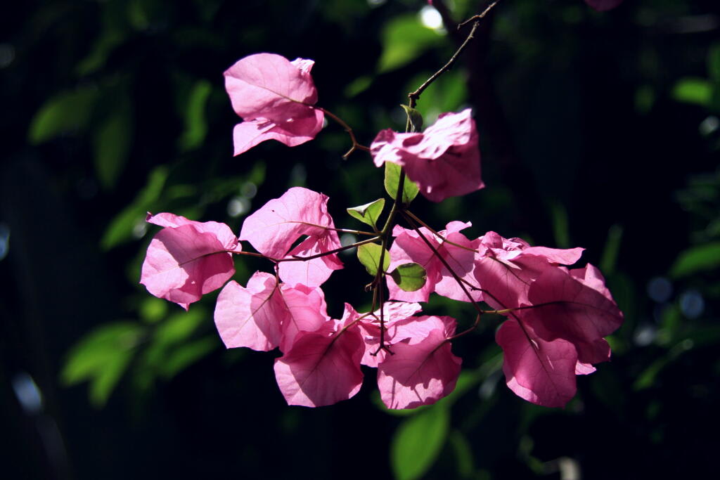 季節の花　　２の画像