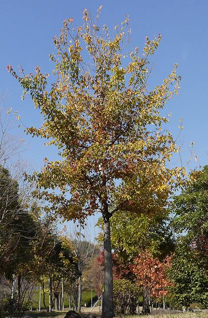 トウカエデ 唐楓 カエデ科 紅葉する様が少し違い黄色と赤のコントラストがとても綺麗です Country知多 花と野鳥と家庭菜園の写真日記