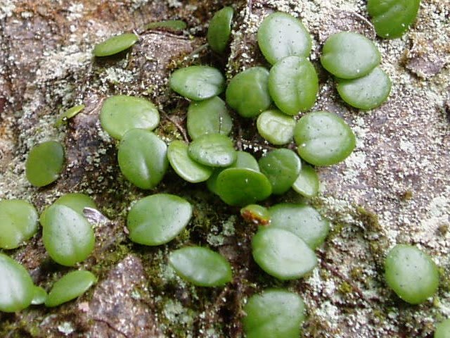 マメヅタ 高尾山などの 寅太の山野草