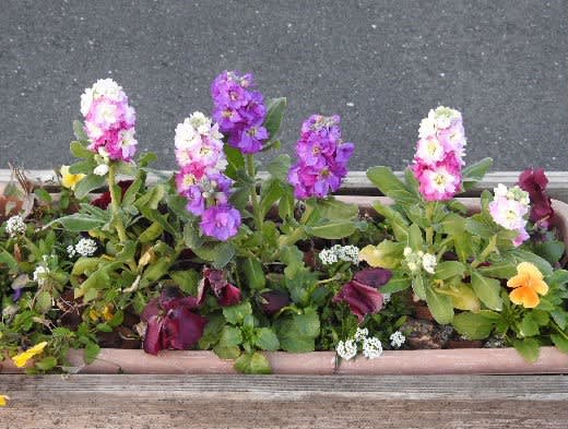 ピンクのゼラニウムと道の駅のプランターの花々 愛媛県宇和島市からの良いたより