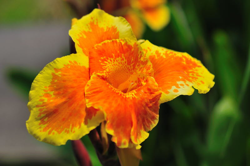 日南でよく見かける黄色とオレンジの混ざったカンナの花 Photo No レンズの向こうに Part２