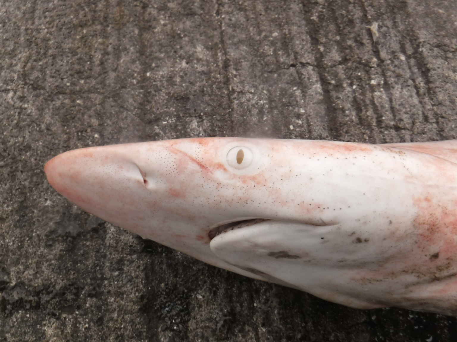 驚き 真っ白なサメ お魚三昧生活