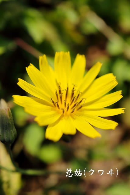 晩秋の黄色い野の花たち ３ 小さな花の輝く世界