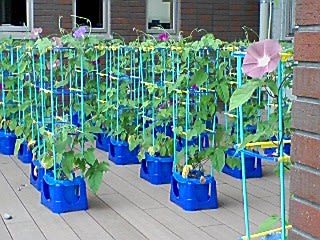 朝顔に出遭って学んだ 津幡町の朝 つばた徒然 つれづれ津幡 朝顔に出遭って学んだ 津幡町の朝 つばた徒然 つれづれ津幡