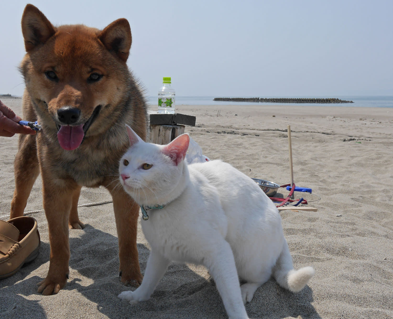 猫と犬の散歩 海彩空間 プラス