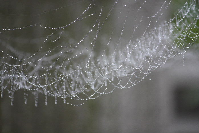 蜘蛛の巣についた水滴