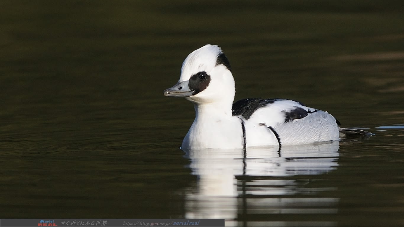 Pcデスクトップ背景サイズの写真 のブログ記事一覧 すぐ近くにある世界 野鳥 昆虫 航空機などの写真