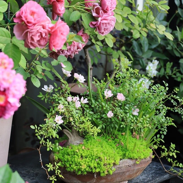 アップしていない❝愛しのバラたち写真❞で　今年の締めブログ - 小さな庭の小さな幸せ・・・チャッピーのバラ庭より