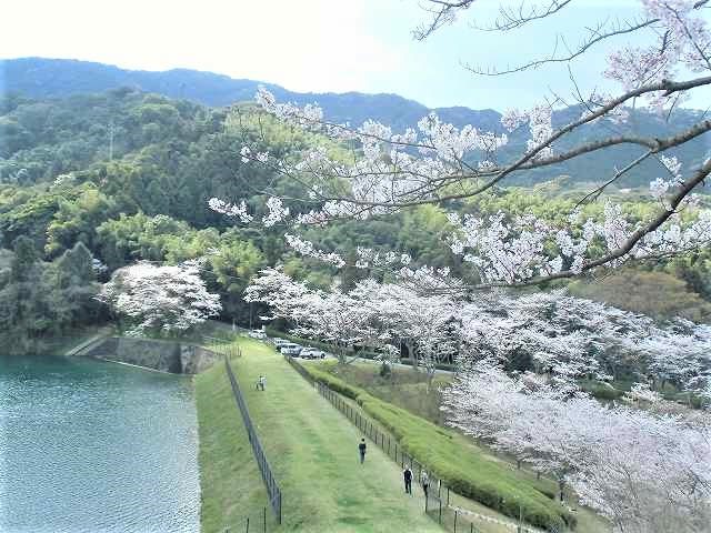 北九州市小倉南区 昭和池公園 桜満開でしゅミャミャ みのみん