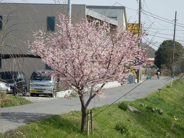 新河岸川の桜も満開 宮下橋 川越雑記帳２ 川越見て歩き