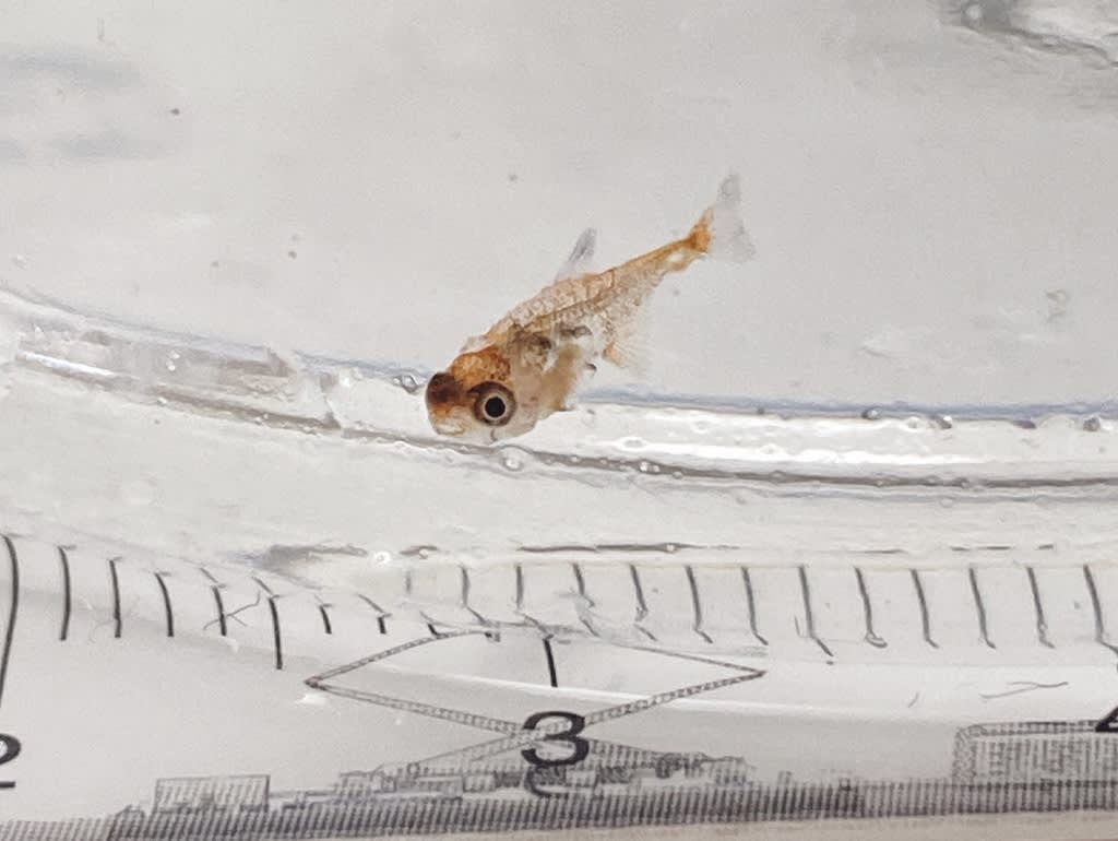 ブラックファントムテトラの繁殖成功 いきものだいすきハンドクラフトぺた屋のブログ