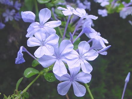 瑠璃の花 幻の祭り ｇｏｒｏ ｓ 花 ｄｉａｒｙ