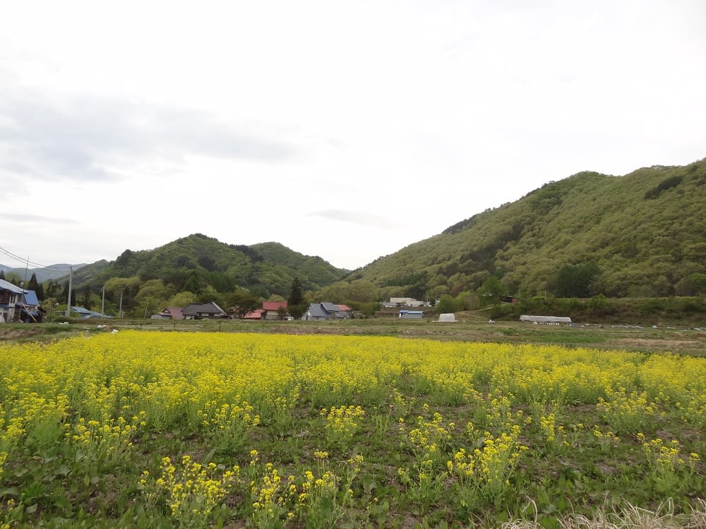 赤かぶ畑 民宿かじやのブログ 赤かぶ畑 民宿かじやのブログ