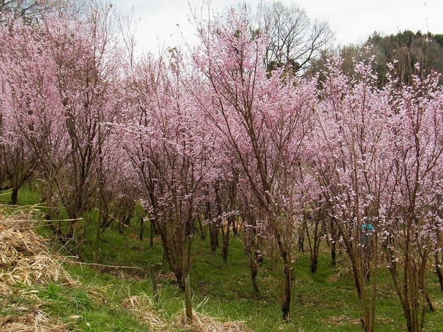 ケイオウサクラ：啓翁桜（成長した切枝用の早咲き桜） - むかごの日記Ⅱ