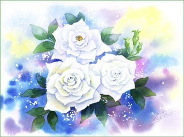白いバラ 三輪 おさんぽスケッチ にじいろアトリエ 水彩 色鉛筆イラスト スケッチ