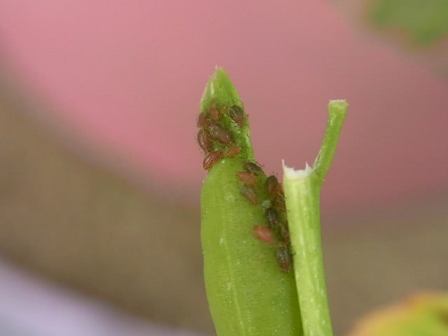 アブラムシとテントウムシの幼虫 アラカン女子のひとりごと