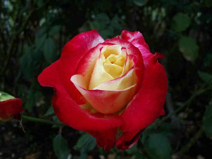 薔薇　Ⅴ……の画像