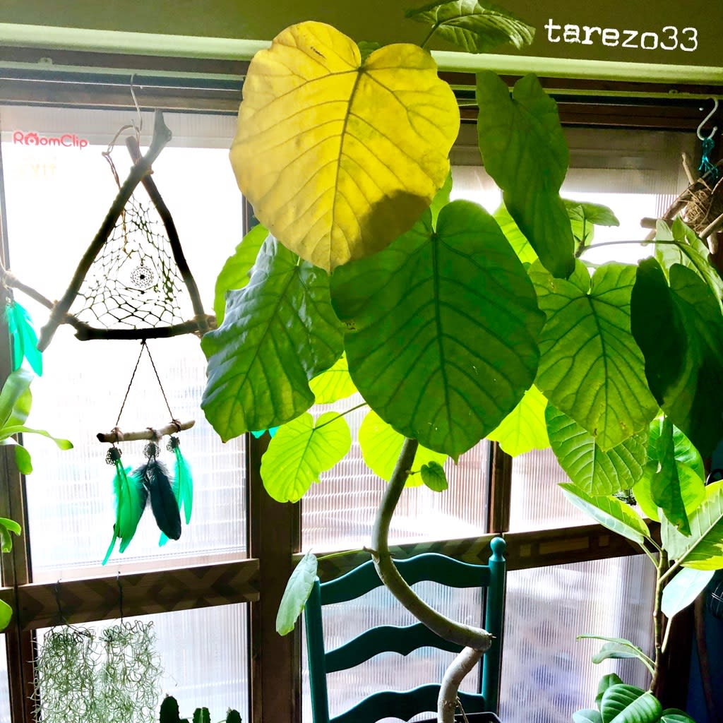 ウンベラータの葉が黄色くなる たれぞーの日記 Diy セルフリノベーション Tarezo33