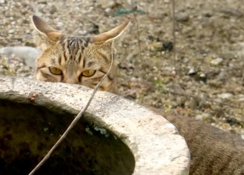 猫は笑えるから楽しい 多摩川雑学事典 By元林徹 文と写真