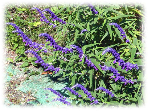 すべての美しい花の画像 50 紫 花 冬