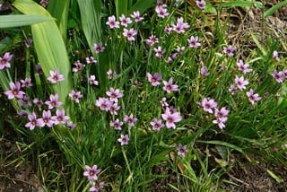 薄紫の「にわぜきしょう」繁殖力も強く芝生の中で多く咲きます