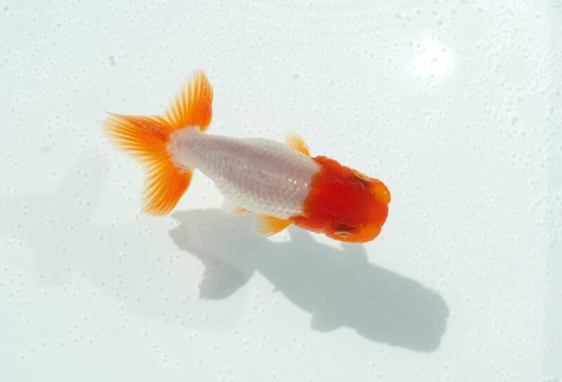 趣味のいきもの飼育雑記